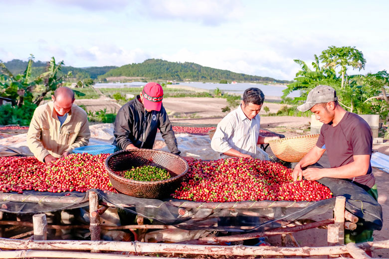 Lam Dong Arabica Coffee Export - After harvesting, the coffee beans are carefully chosen to be made into specialty coffee