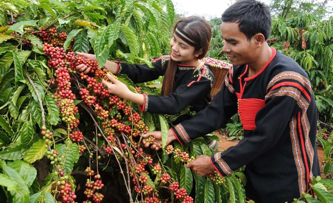 This coffee farm exports Daklak coffee beans to China