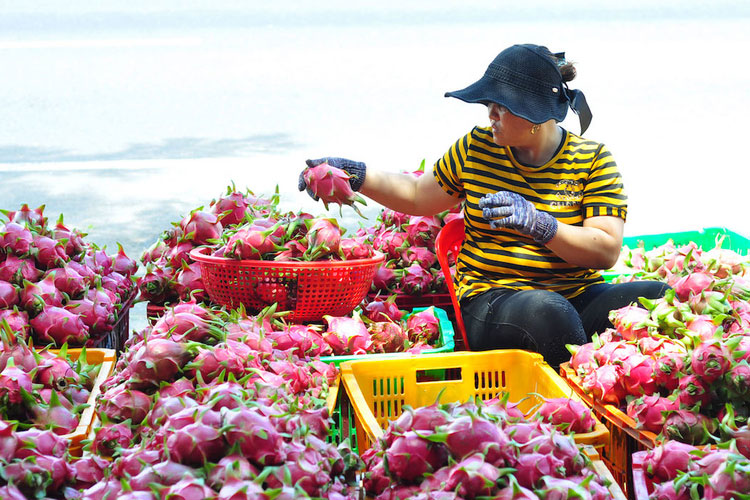 Thời cơ xuất khẩu nông sản sang Trung Quốc