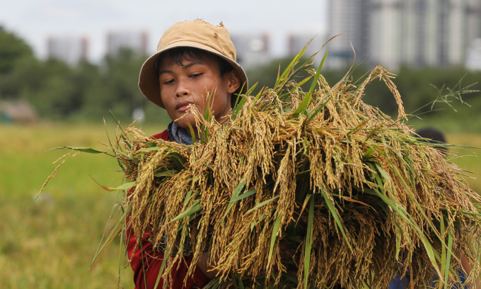 越南农民为大米出口做好丰收准备